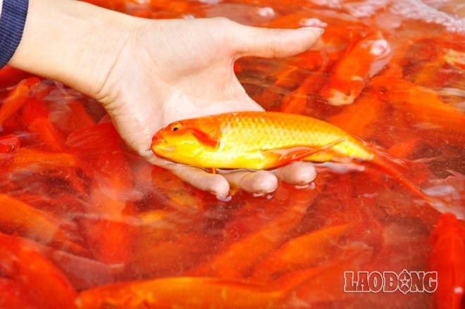 Thu tram trieu mot ngay nho ban ca chep ong Cong, ong Tao hinh anh