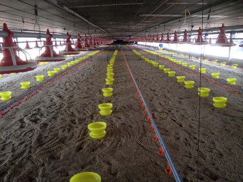 Nguoi nuoi ga dieu dung hinh anh