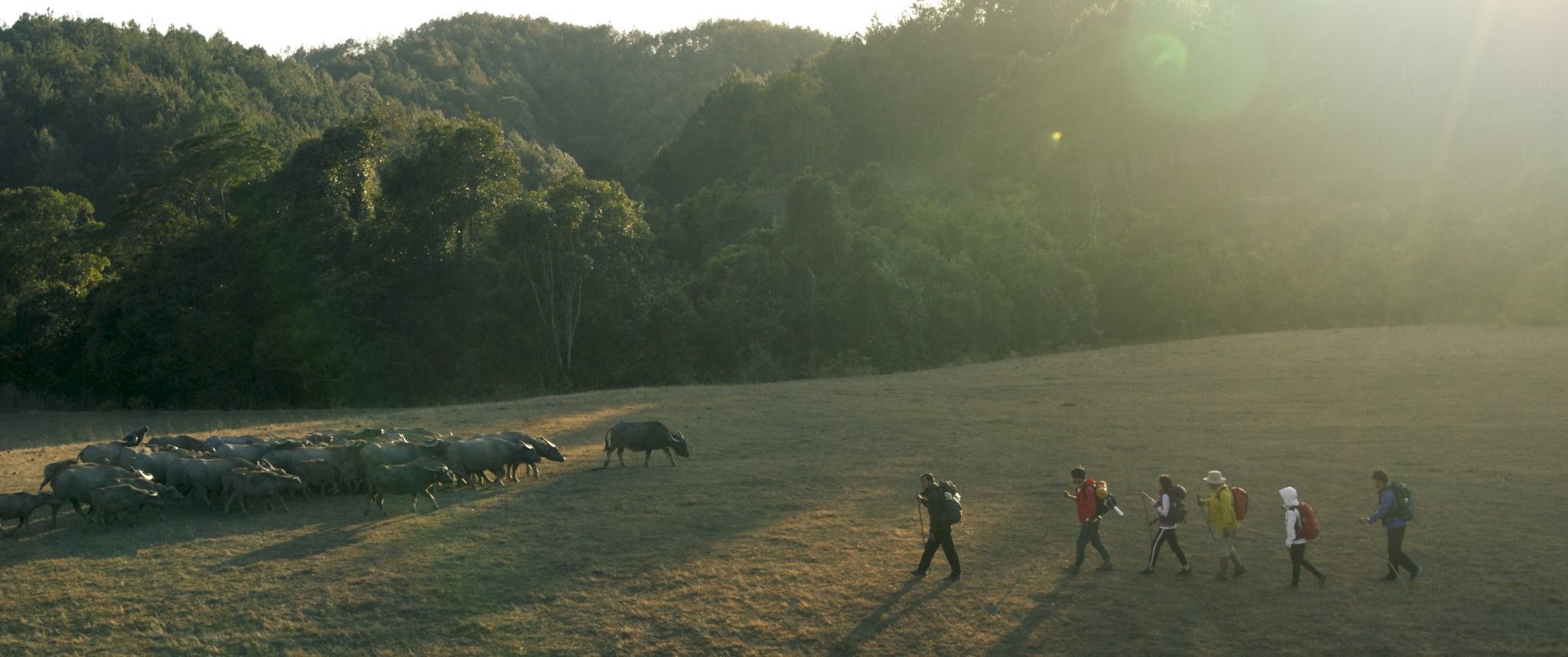 chất lượng phim rừng thế mạng ảnh 1 chat luong phim rung the mang anh 1