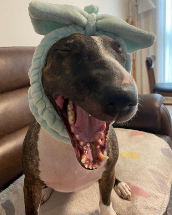 cho cung cua giant pink can chet thu cung anh 2