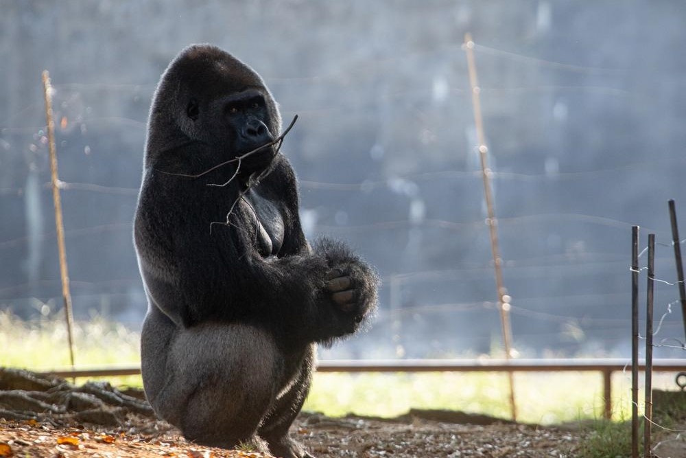 18 con khi dot o My mac Covid-19 hinh anh