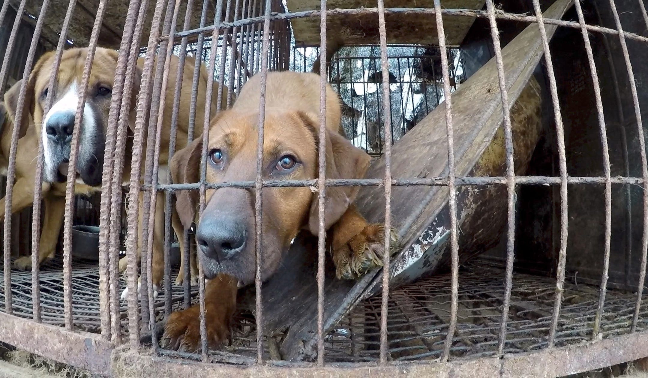 Tong thong Han Quoc goi y ve lenh cam thit cho hinh anh