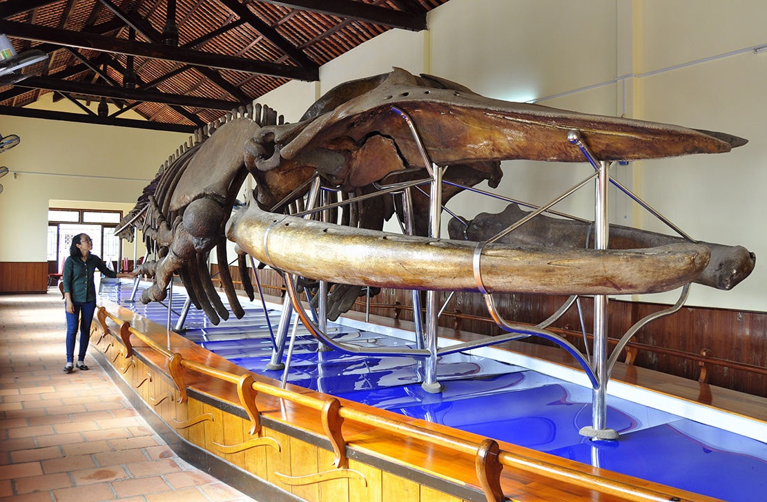 Dan lang cung bai bo xuong ca voi lon nhat Viet Nam hinh anh