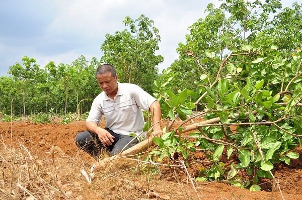 Khu vuon 500 goc dieu bi ke gian chat pha trong dem hinh anh