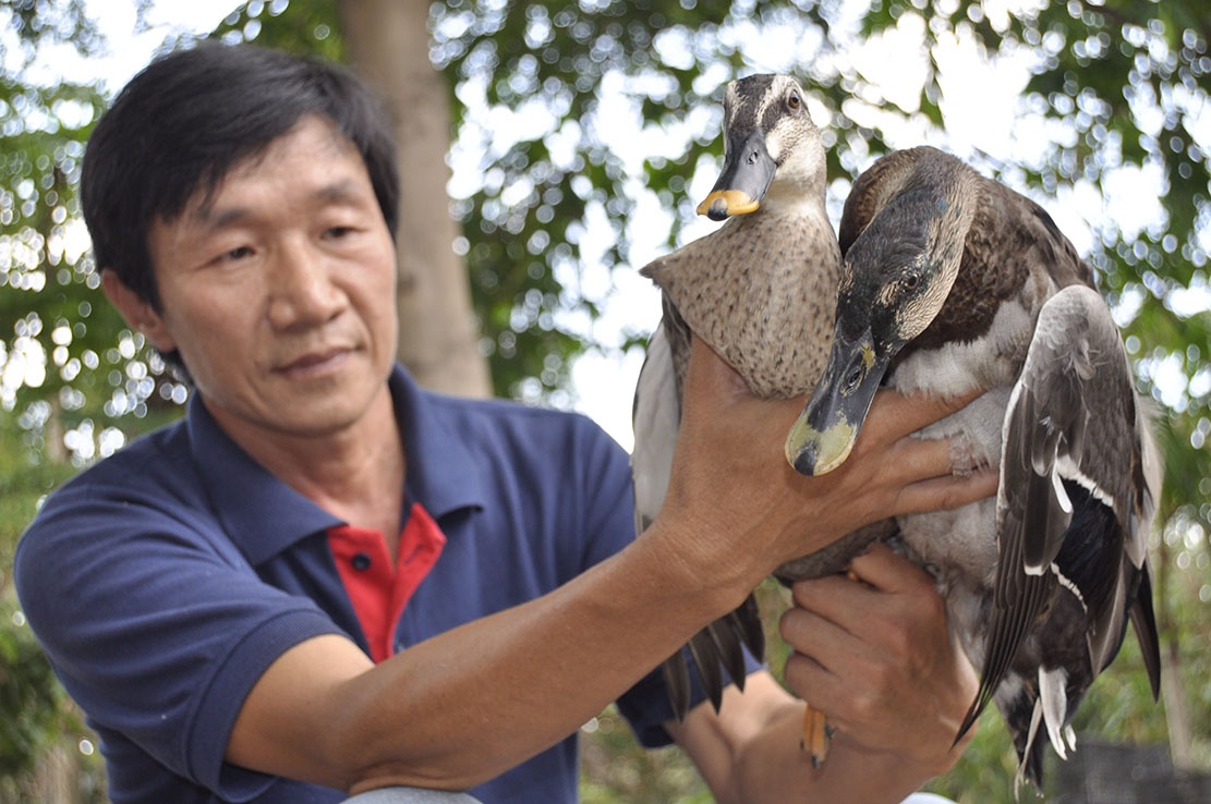 Bo Sai Gon ve mien song nuoc nuoi vit troi hinh anh