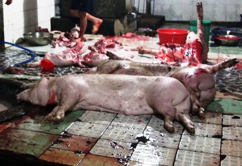 Hang tram kg thit heo nam tren nen day phan va chat thai hinh anh