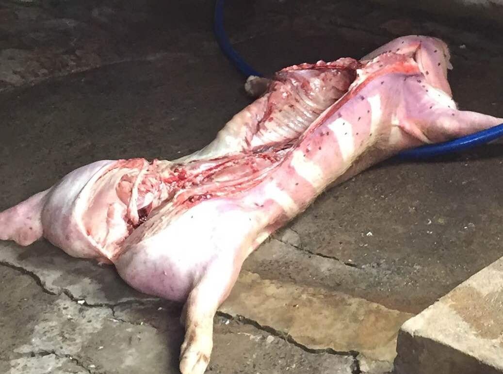 Xe thit heo benh ban cho nguoi tieu dung hinh anh