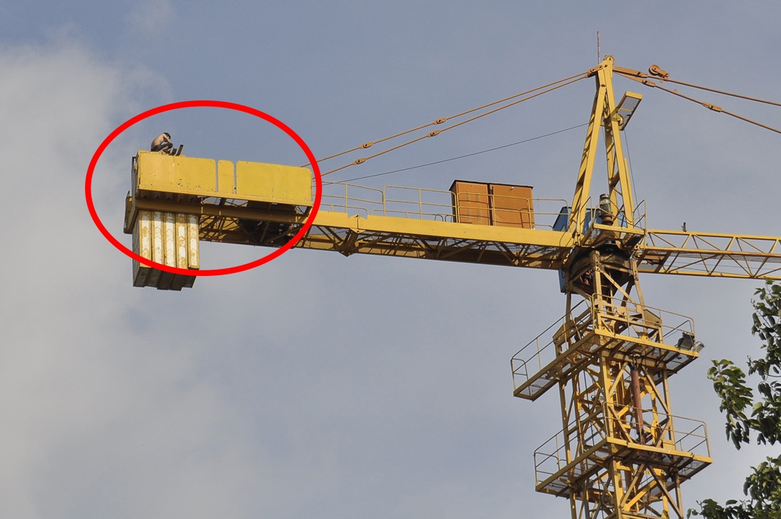 Treo len can cau cao 50 m la het, doa nhay xuong dat hinh anh