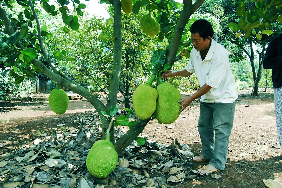 Vi sao nong dan Dong Nai ban mit 600 dong/kg? hinh anh