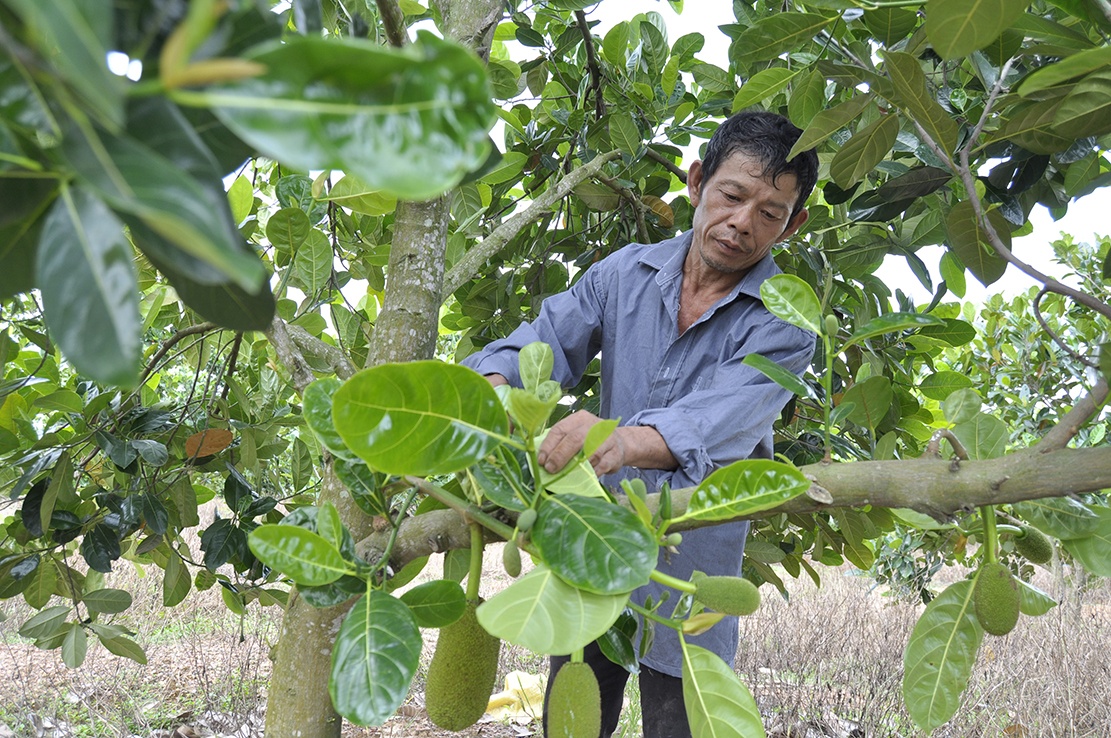 Nông dân Nguyễn Văn Dữ chăm sóc mít. Ảnh: Ngọc An