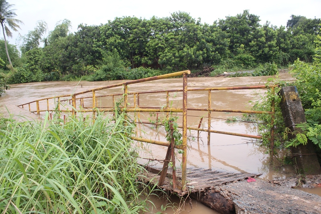 Cay cau dai 50 met do sap trong mua giong hinh anh