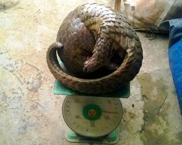 Vao vuon quoc gia dung leu san thu quy hiem hinh anh