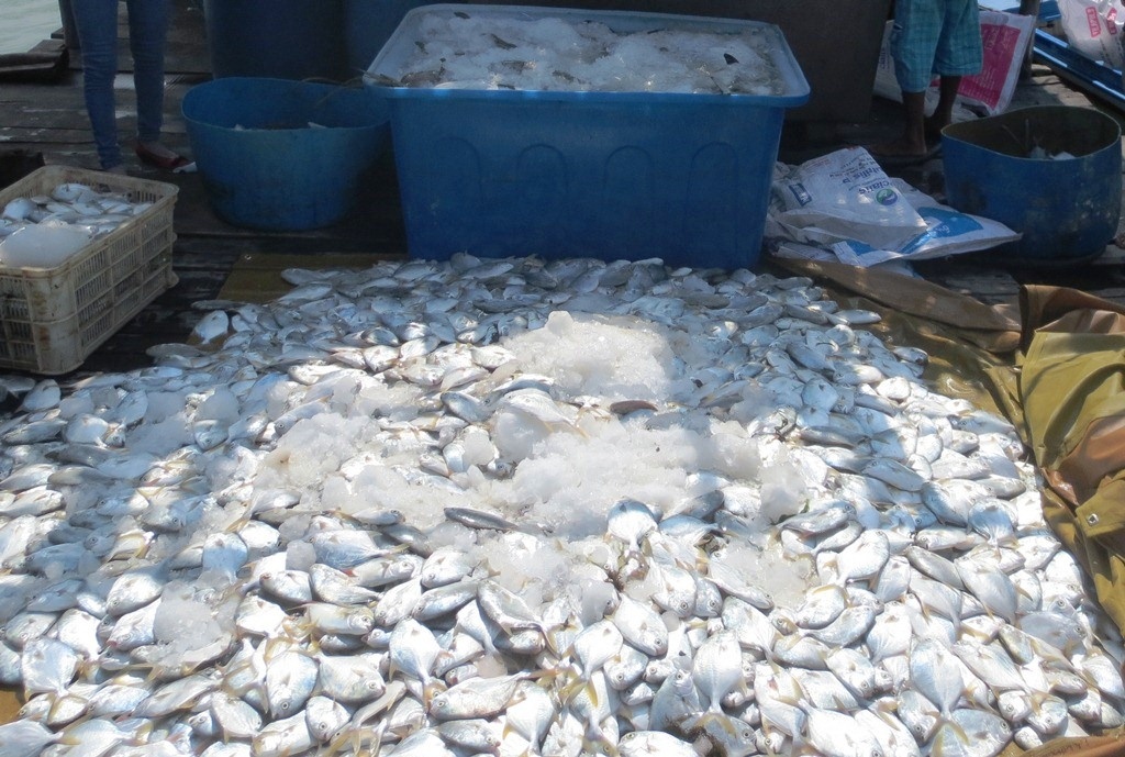 Nha may xa thai khien ngu dan thiet hai tien ty hinh anh