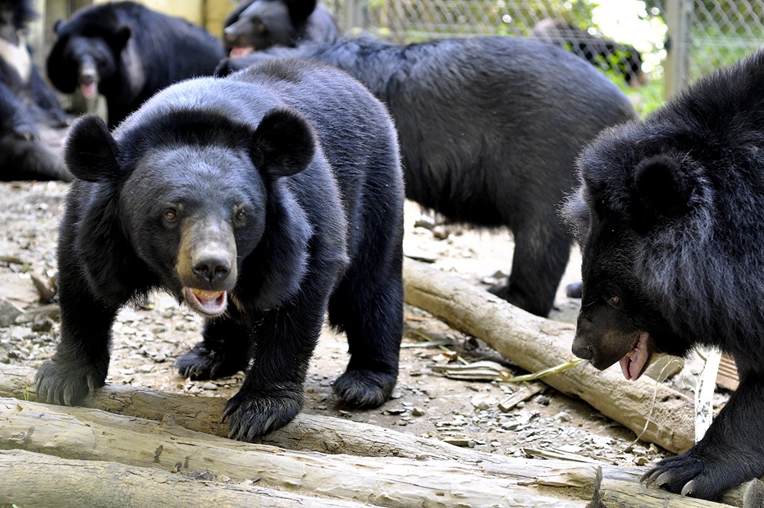 Ren ky nang sinh ton cho 35 chu gau nang 100 kg hinh anh