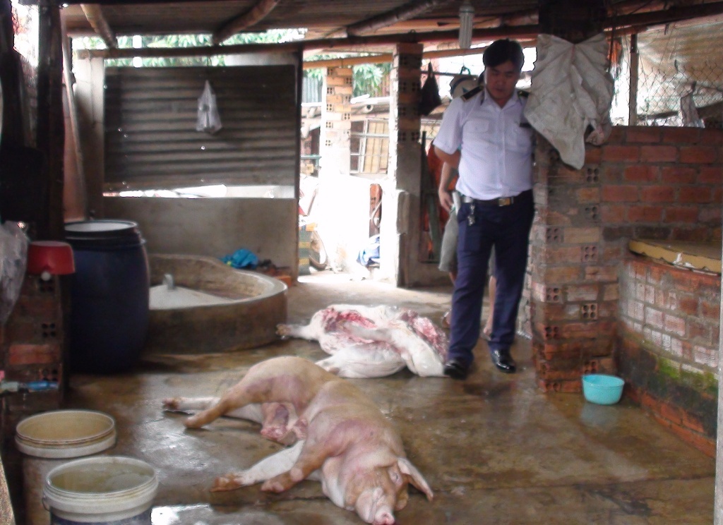 Thu gom heo chet ve xe thit ban cho nguoi tieu dung hinh anh