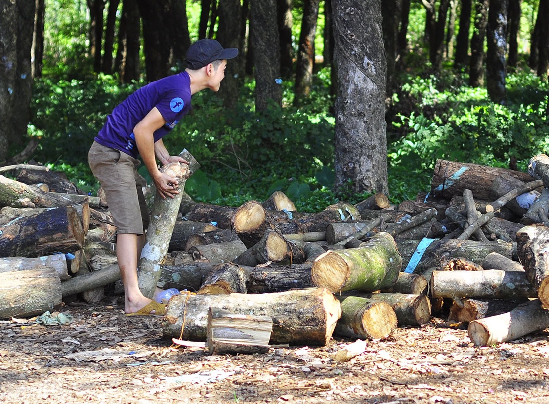 Gia mu cao su lao doc, nguoi trong chat cay ban go hinh anh