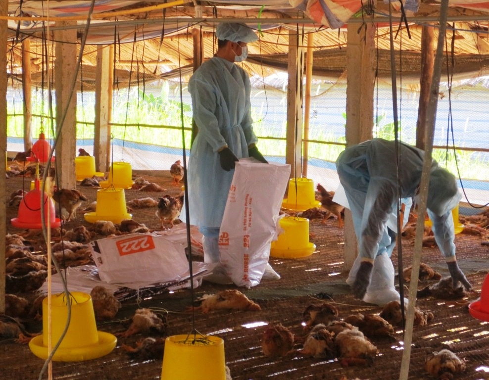 Hang chuc nghin con ga nhiem cum H5N1 hinh anh