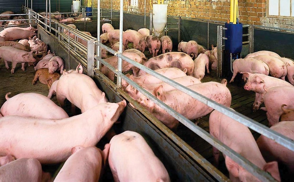 'Phai xu ly hinh su nguoi su dung chat tao nac nuoi heo' hinh anh