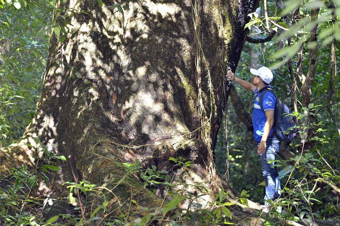 18 km duong se lam mat 11 ha rung Cat Tien hinh anh