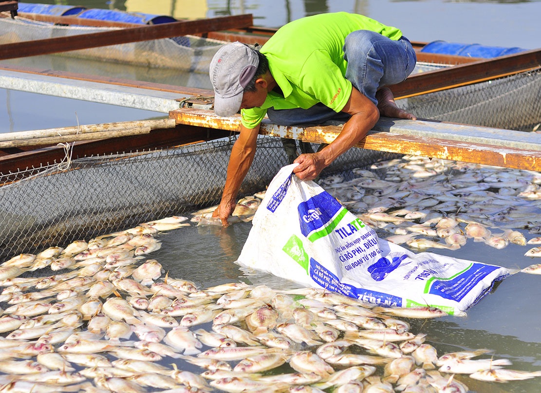 Vot hang chuc tan ca chet ban cho nguoi nuoi heo hinh anh