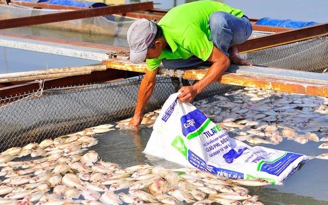 Canh sat moi truong vao cuoc vu 200 tan ca bi chet hinh anh