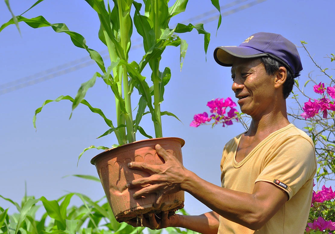 Nong dan bien lua, bap thanh cay canh choi Tet hinh anh