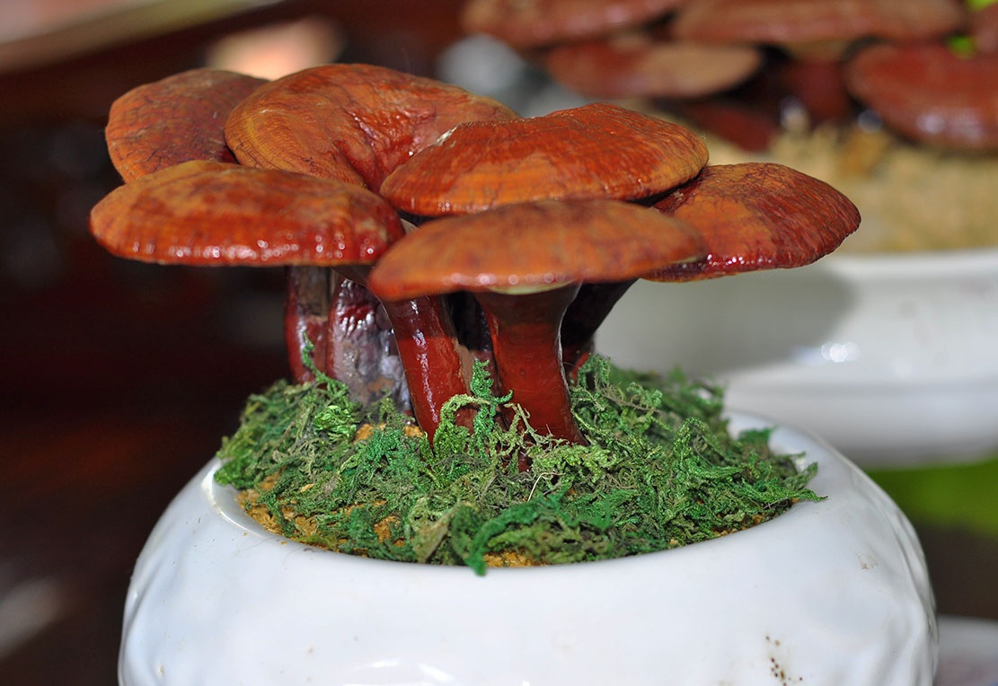 Trong nam linh chi bonsai tien trieu choi Tet hinh anh