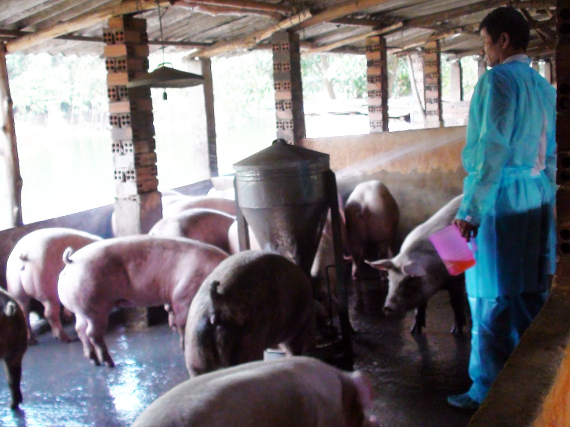 Dung chat cam nuoi dan heo gan 1.000 con hinh anh