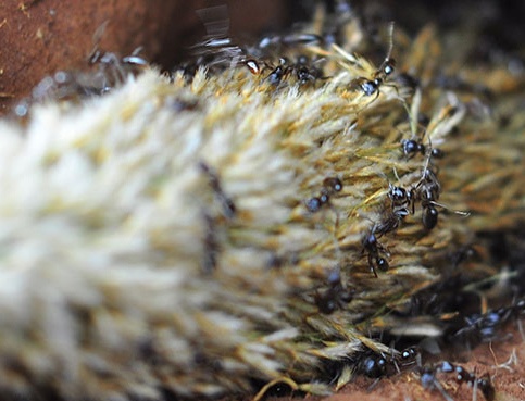 Kiem tien trieu tu nghe bat 'tho san bo cap' hinh anh