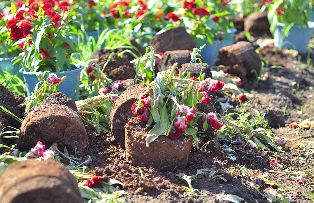 Gan 1.500 chau hoa Tet cua nong dan bi dap nat trong dem hinh anh