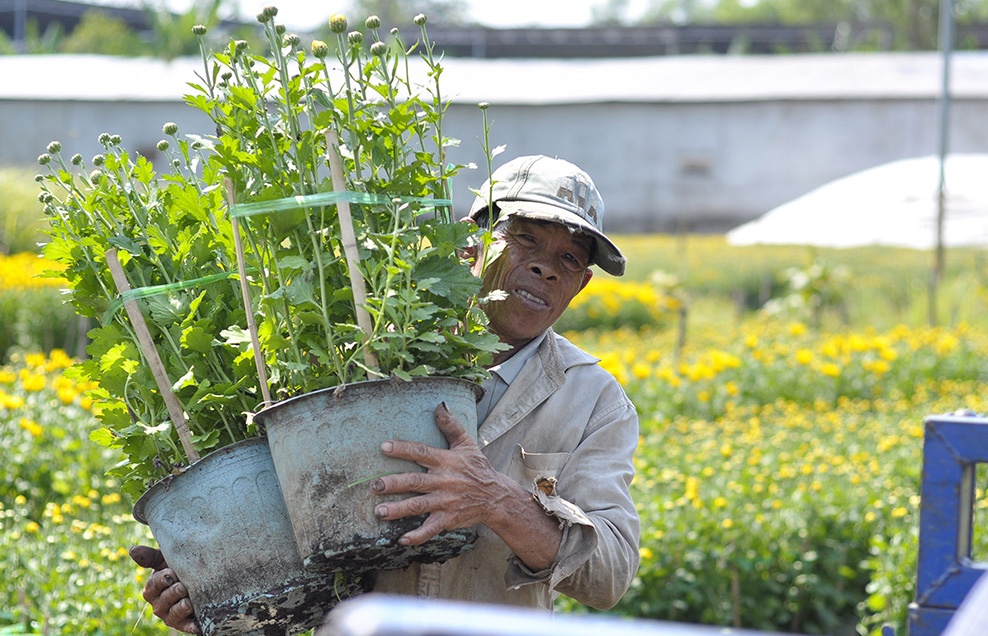 Vac hoa thue lay tien sam Tet hinh anh