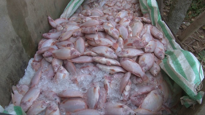 Ca chet ngay can Tet, nguoi dan khoc rong hinh anh