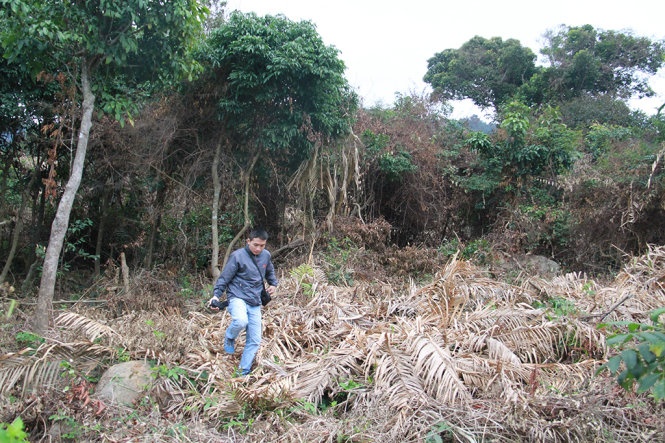 Da Nang cach chuc hat truong, hat pho Hat Kiem lam hinh anh