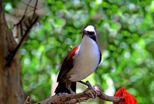 Chim rung cam san bat bi rao ban tren quoc lo hinh anh