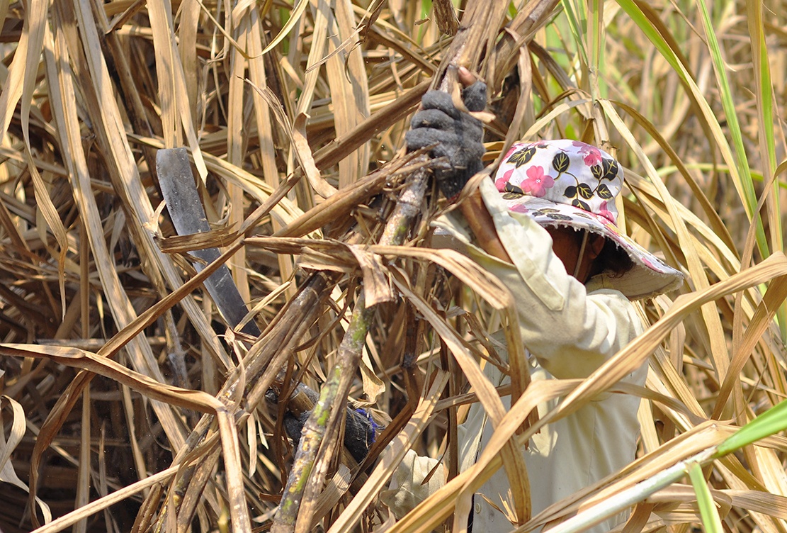 bo xu muu sinh anh 6
