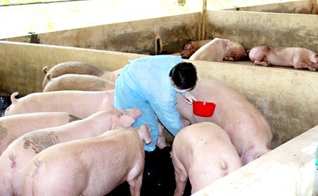 200 con heo sap xuat chuong duong tinh voi chat tao nac hinh anh