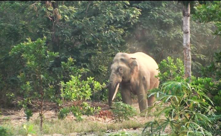 voi xuat hien gan khu dan cu anh 1