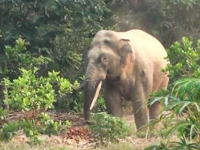 Kiem lam thuc dem canh giu voi hiem gan khu dan cu hinh anh