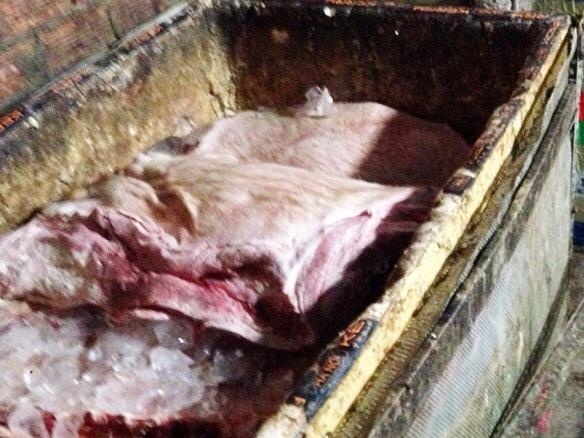 Xe thit gan 2 tan heo chet de dua vao TP HCM tieu thu hinh anh