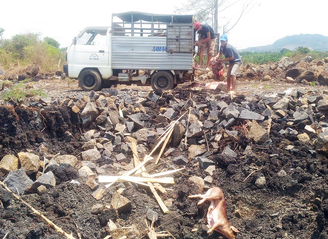 Mua heo chet, nhiem benh ve xe thit hinh anh