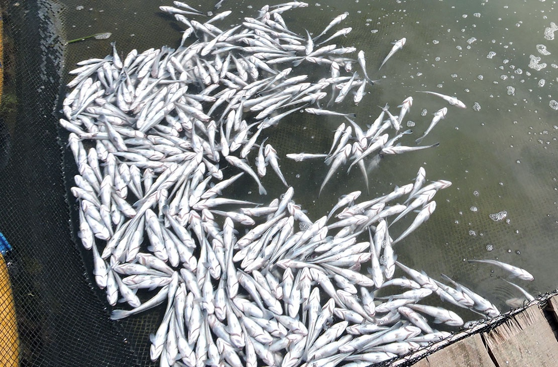 Ca chet hang loat, ngu dan kien 14 doanh nghiep xa thai hinh anh