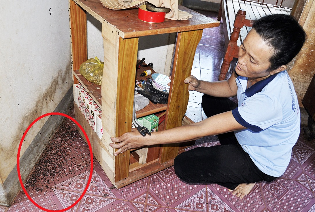 bọ đậu đen ảnh 3 bo dau den anh 3