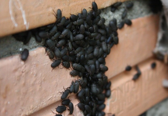 Hang nghin con bo dau den tan cong nha dan hinh anh