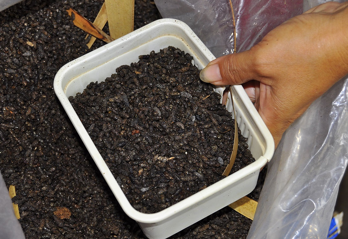 du doi rung diet muoi anh 3