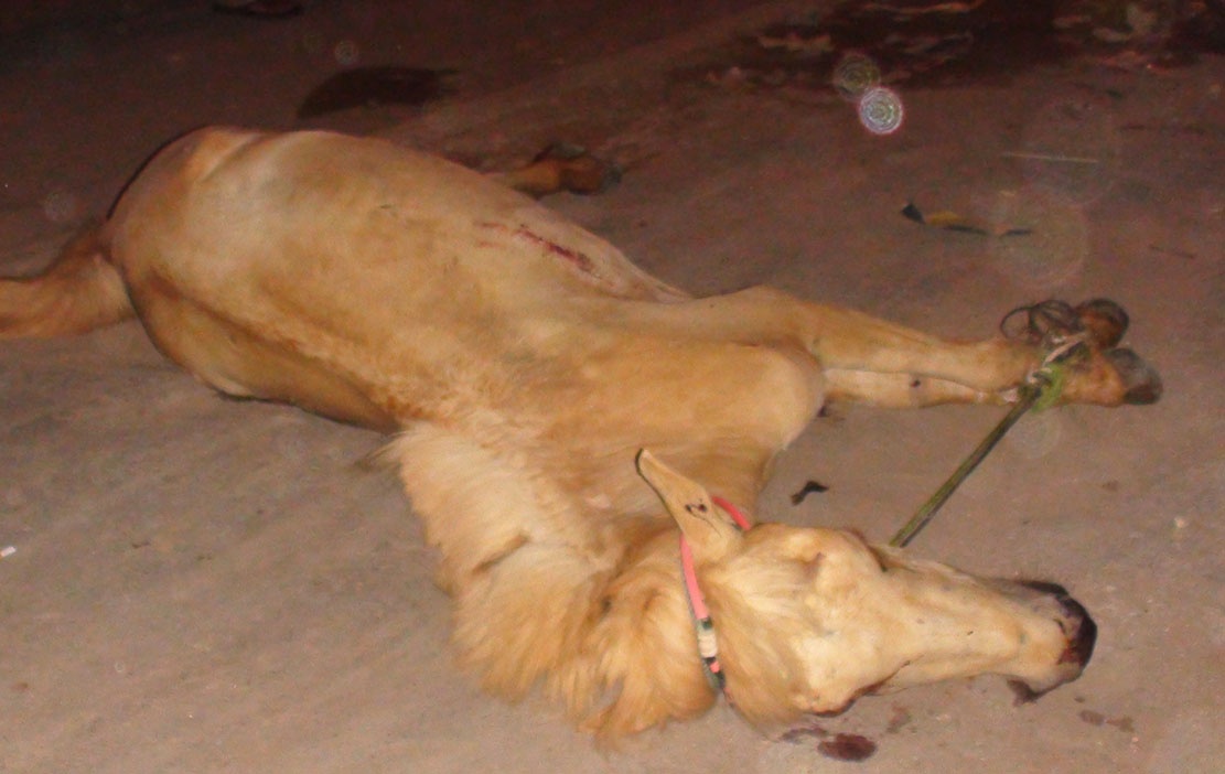 oto tong trung ngua o Bien Hoa anh 2