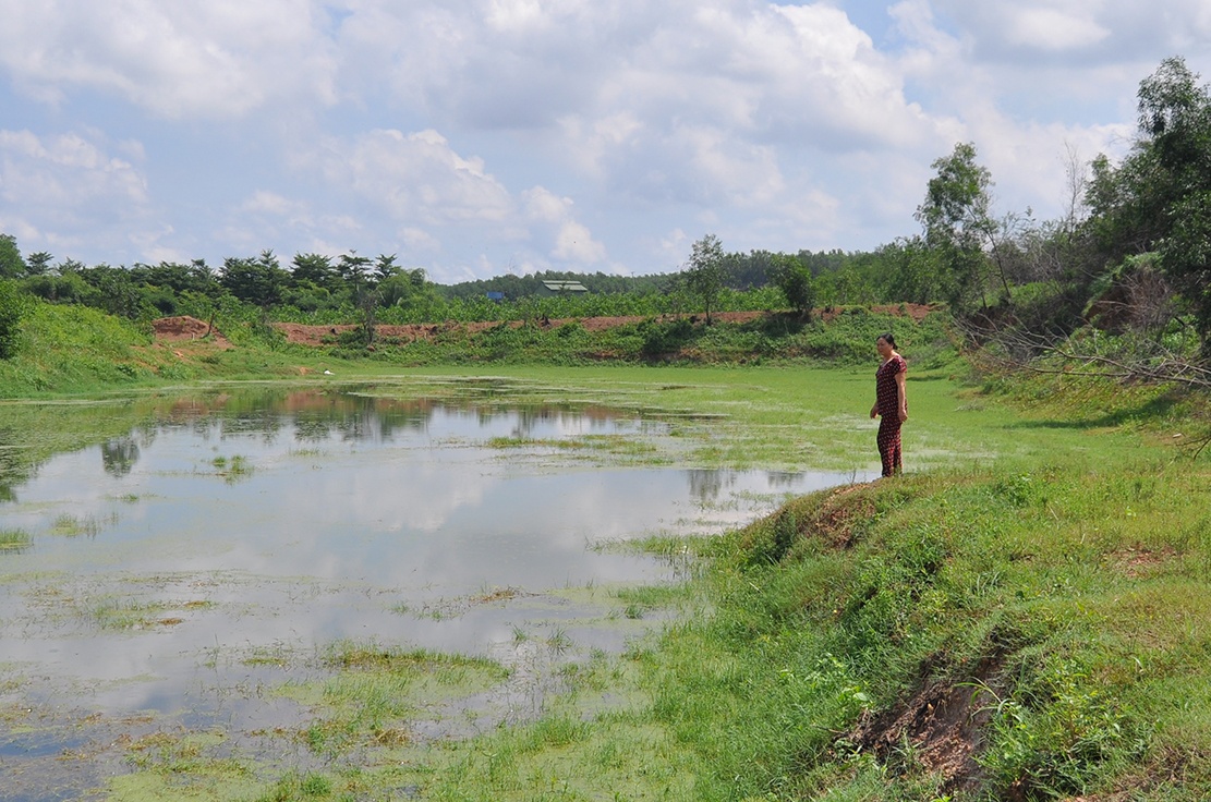 Vat nuoi,  cay trong ben bai rac nghi do hoa chat chet o at anh 3