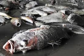 Thu tuong keu goi chung tay bao ve moi truong hinh anh