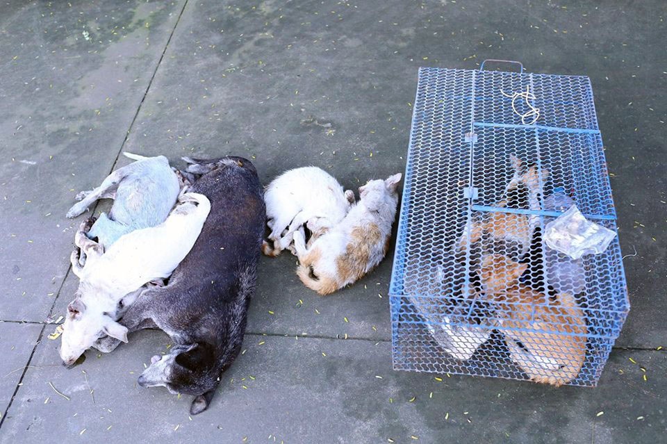 cựu sinh viên trộm chó ảnh 2 cuu sinh vien trom cho anh 2