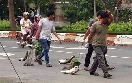 Ngu dan mang ca chet chan quoc lo phan doi nha may o nhiem hinh anh