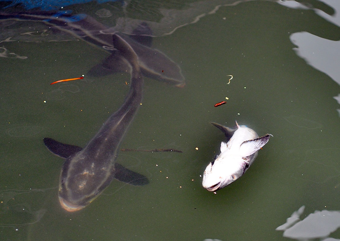 dem ca chet ra quoc lo anh 2